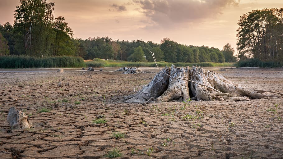 drought, cracks, dry, landscape, mud, dehydrated, lack of water, root, tree stump, tree