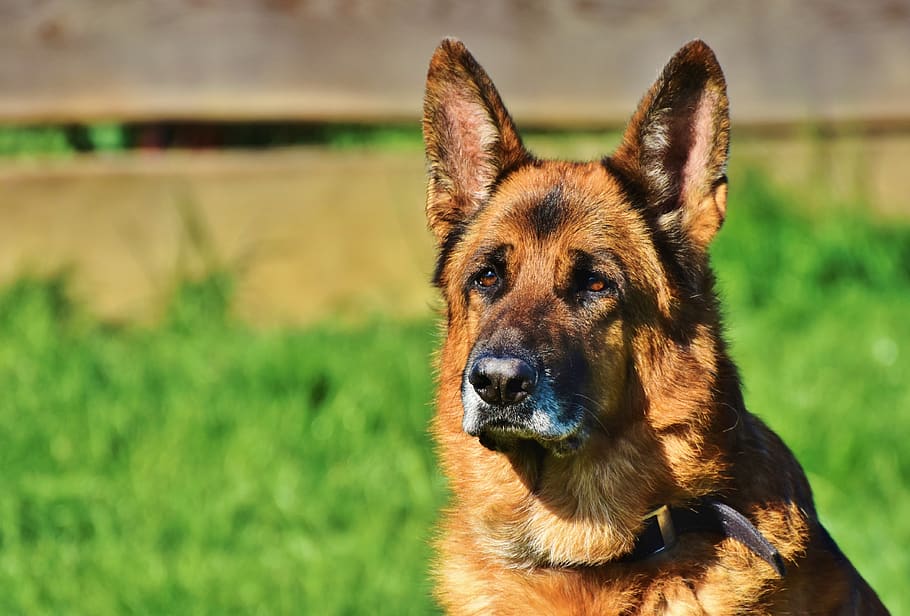 schäfer dog, guard dog, dog, pet, attention, snout, dog head, animal, friendship, friend