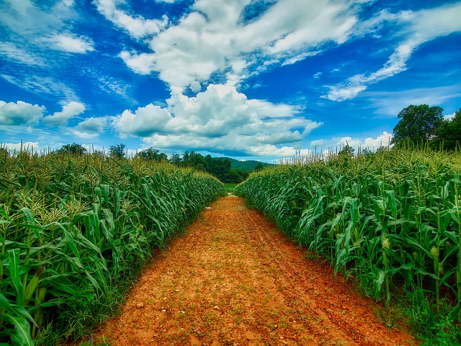 sky, clouds, corn, cornfield, path, trail, agriculture, georgia, america, farm