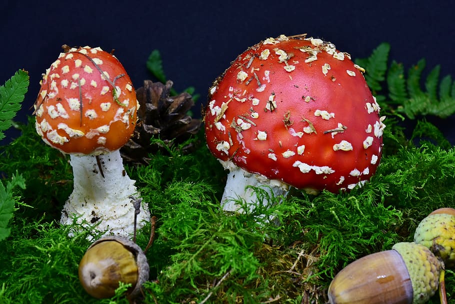 fly agaric, mushroom, red fly agaric mushroom, toxic, autumn, nature, forest, atmospheric, fungus, food
