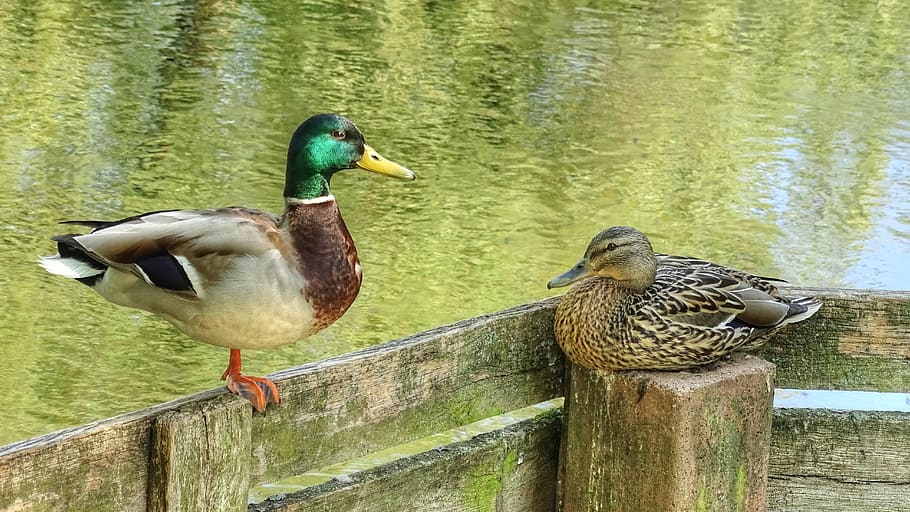 ducks, pair of ducks, wild ducks, nature, couple, water, water bird, animal world, two, lovers