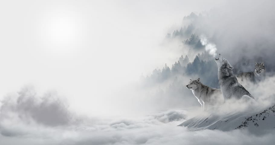 pack, wolf, wolves, animal, wild, winter, ice, snow, cloud - sky, sky