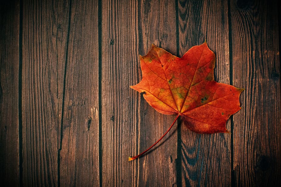 otoño, hoja, madera, tablero, rústico, oscuro, rojo, mínimo, fondos de pantalla, parte de la planta