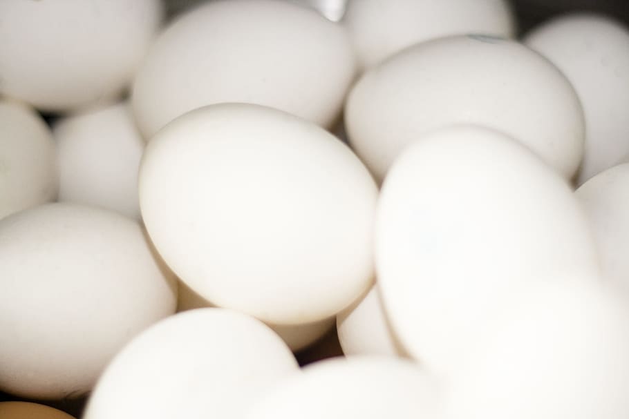 chicken, chicks, cholesterol, close-up, concepts, dairy, easter, eat, egg, eggshell