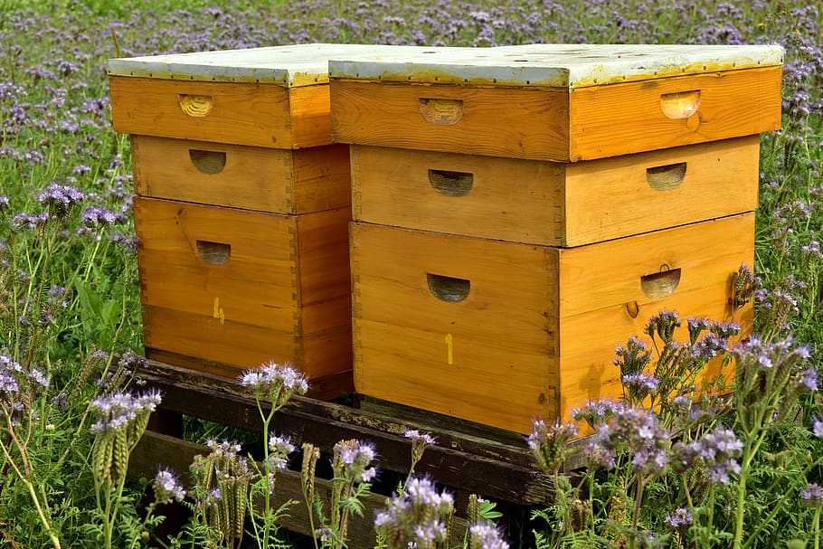 colméia, abelhas, apicultura, mel, casa de abelha, produção de mel, verão, natureza, campo de flores, alimentos