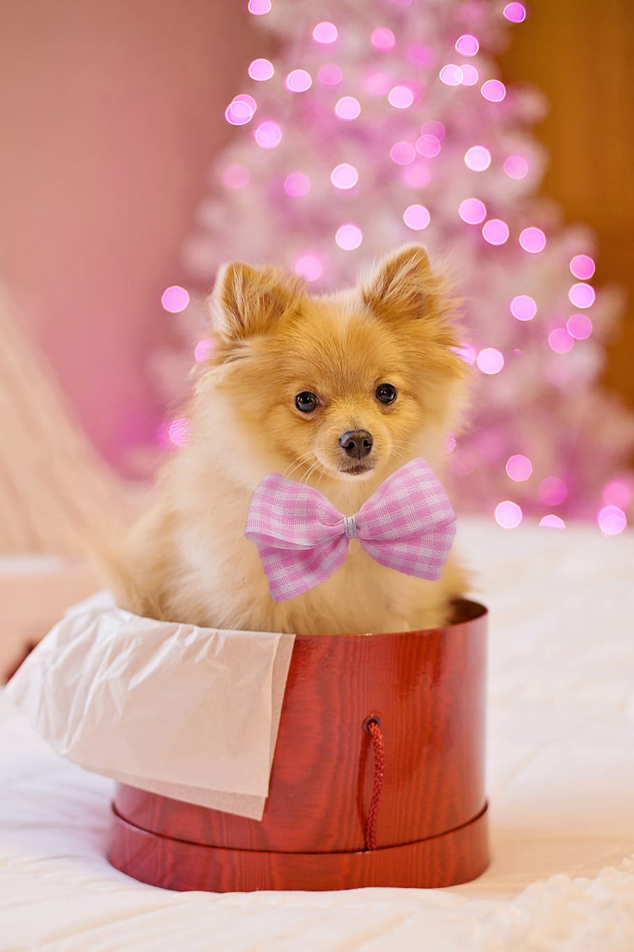 christmas, dog, puppy, gift, present, xmas, animal, cute, cute wallpaper, one animal