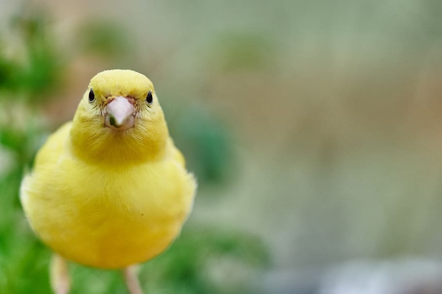 bird, canary bird, eat, treehouse, garden, bird feeder, feeding, feed, animal themes, vertebrate