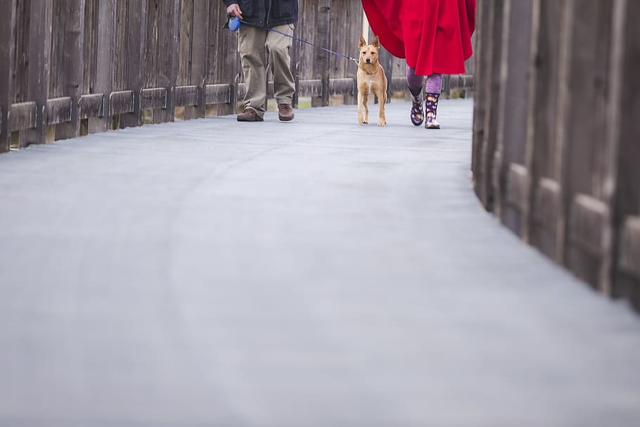 dog, animal, pet, leash, outdoors, pavement, people, portland, walking, low section