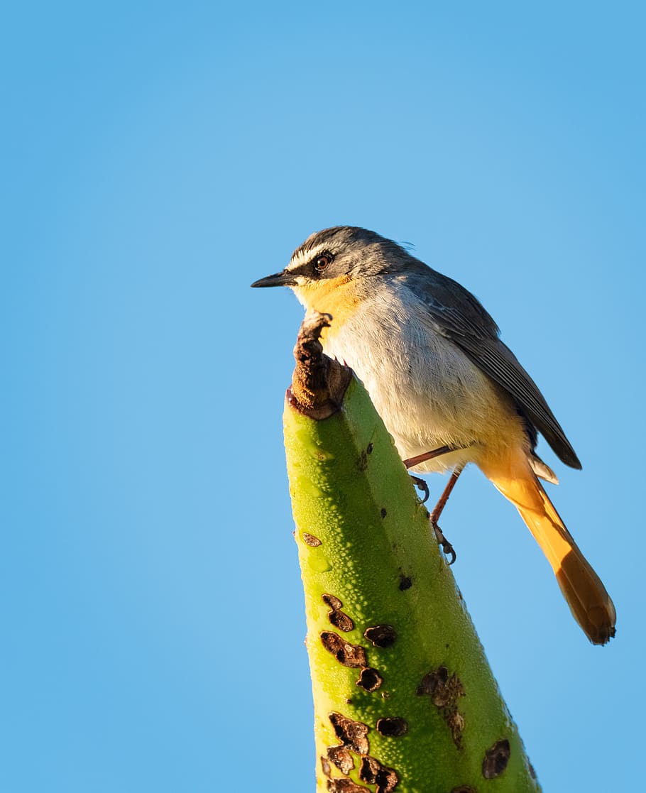 cape robin-chat, bird, avian, nature, wildlife, animal, branch, wild, blue, yellow