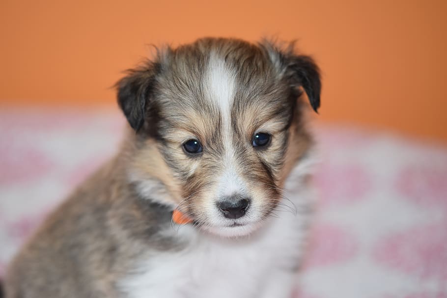 puppy, puppy shetland sheepdog, pup, young puppy, shetland sheepdog, color fawn with black overlay, animal, dog, canine, cute