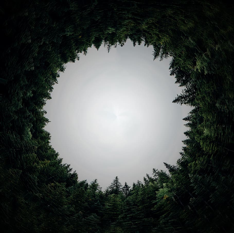 circular, forest, dimension, circle, hole, orb, tunnel, arboleda, plant, tree