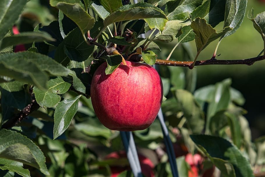 maçã, fruto, árvore frutífera, vermelho, saudável, maduro, fruta, alimentação saudável, comida e bebida, Comida