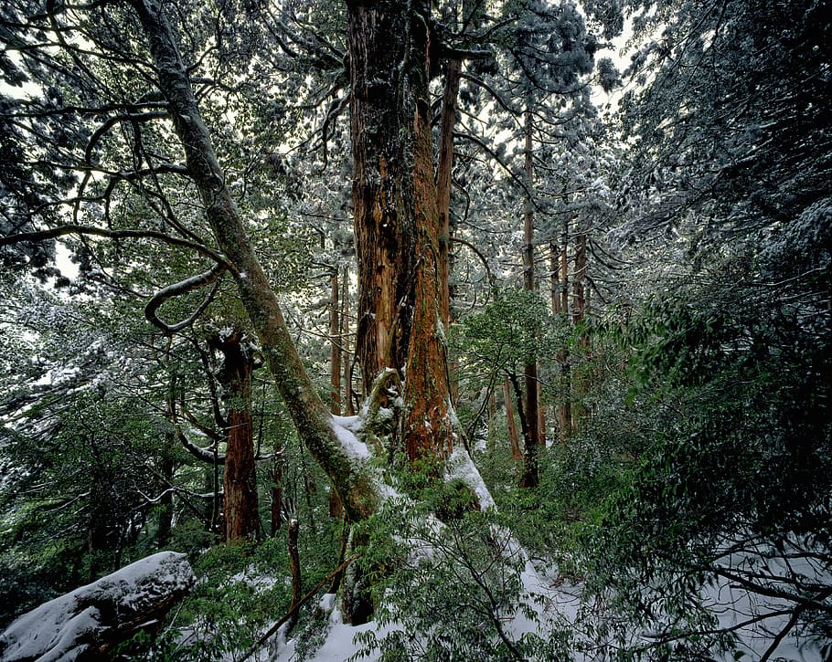 cedar, forest, jungle, wild, nature, woods, tree, bunch, frozen, winter