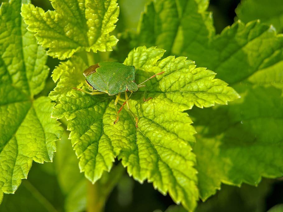 bug bau, hijau, merapatkan, daun, musim panas, serangga, bug, bagian tanaman, warna hijau, tanaman