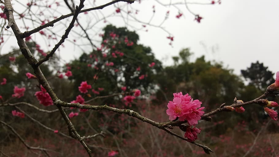 cherry blossoms, summit resort, taichung, taiwan, flower, flowering plant, plant, fragility, tree, beauty in nature