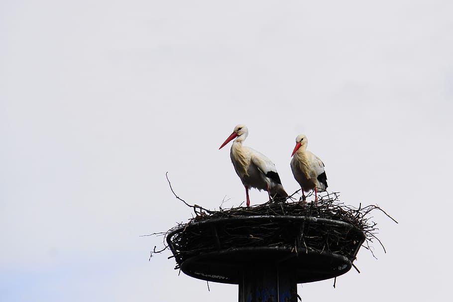 stork, rattle stork, animal, bird, nature, nest, top, high, white stork, plumage