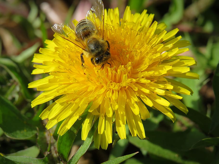 dandelion, flower, blossom, bloom, yellow, pollen, spring, bee, honey bee, collect