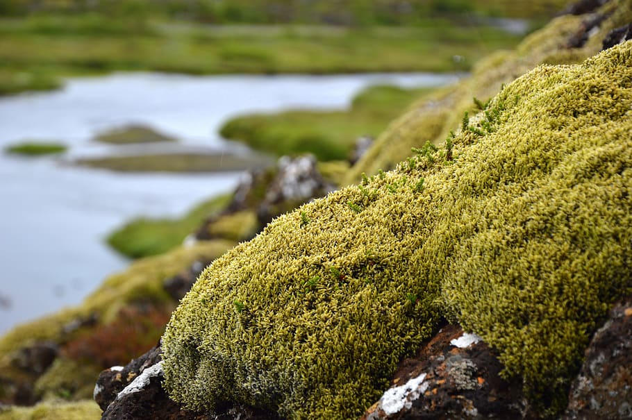 nature, moss, vegetation, landscape, flora, plant, green color, growth, focus on foreground, close-up