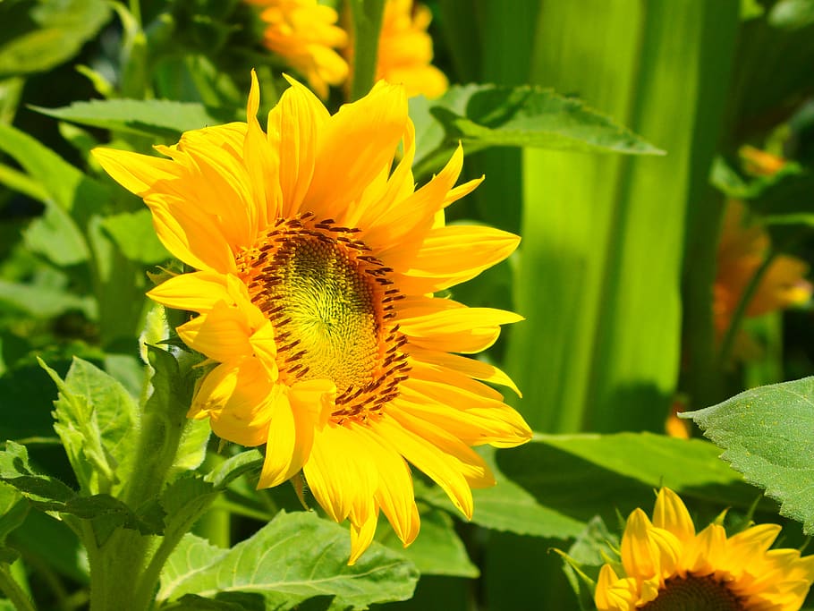 Цветок желтый колос. Подсолнечник Глориоза Сансет. Helianthus Sunsation f1. Подсолнечник желтый Пигмей. Подсолнечник желтый цветок d12 h30.