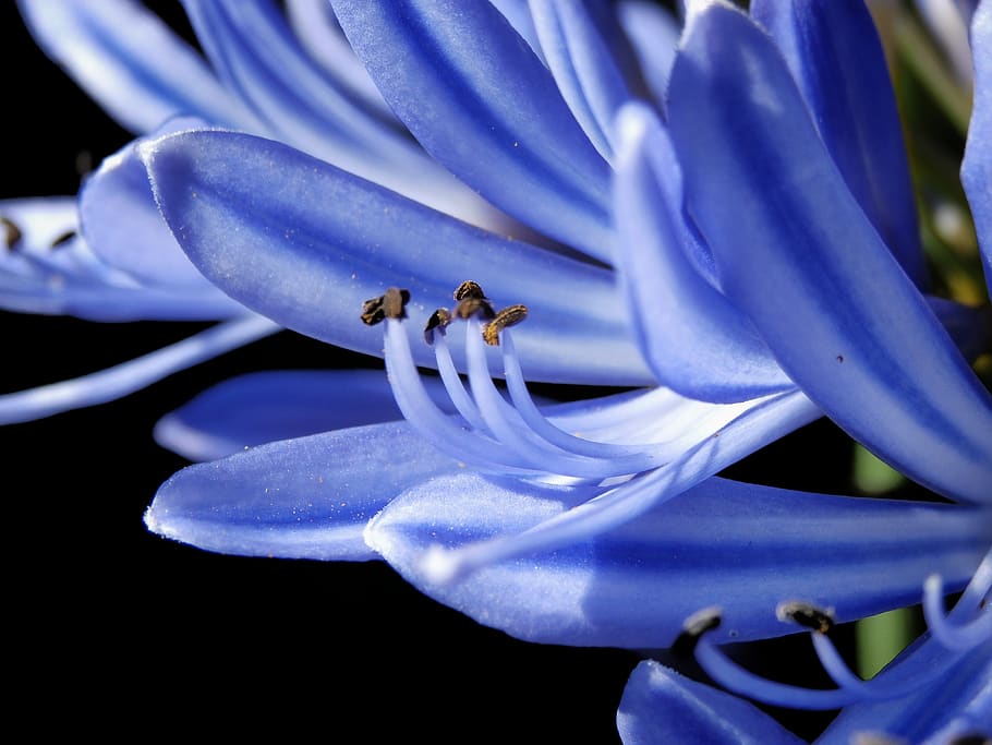 abordagem, pólen, azul, branco, azulado, flor, flores, pétalas, pétala, fundo preto