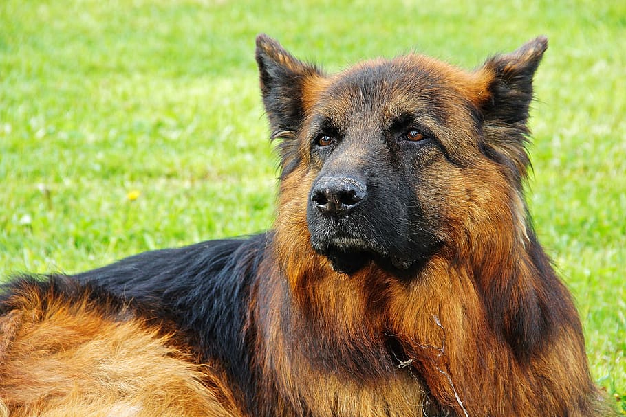 dog, schäfer dog, german shepherd, police dog, male, animals, fauna, loyalty, one animal, animal themes