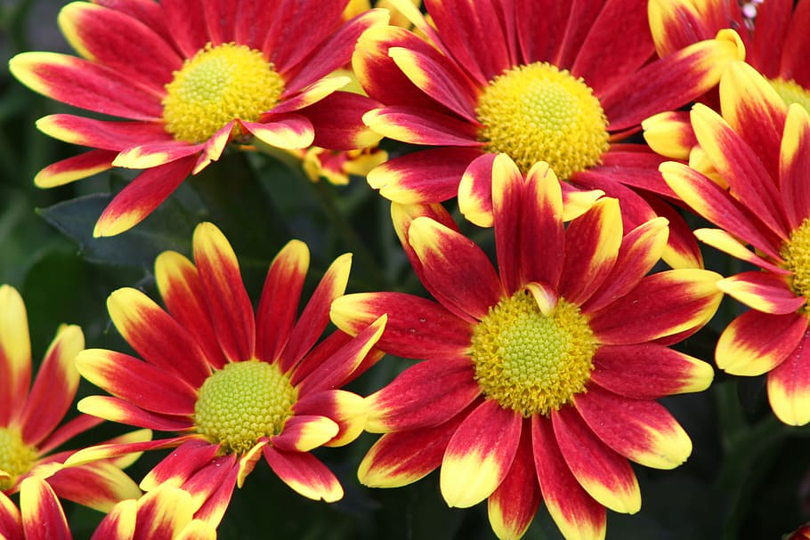 red flower, yellow, chrysanthemums, chrysanthemum, bloom, flower, blossom, flora, plant, composites