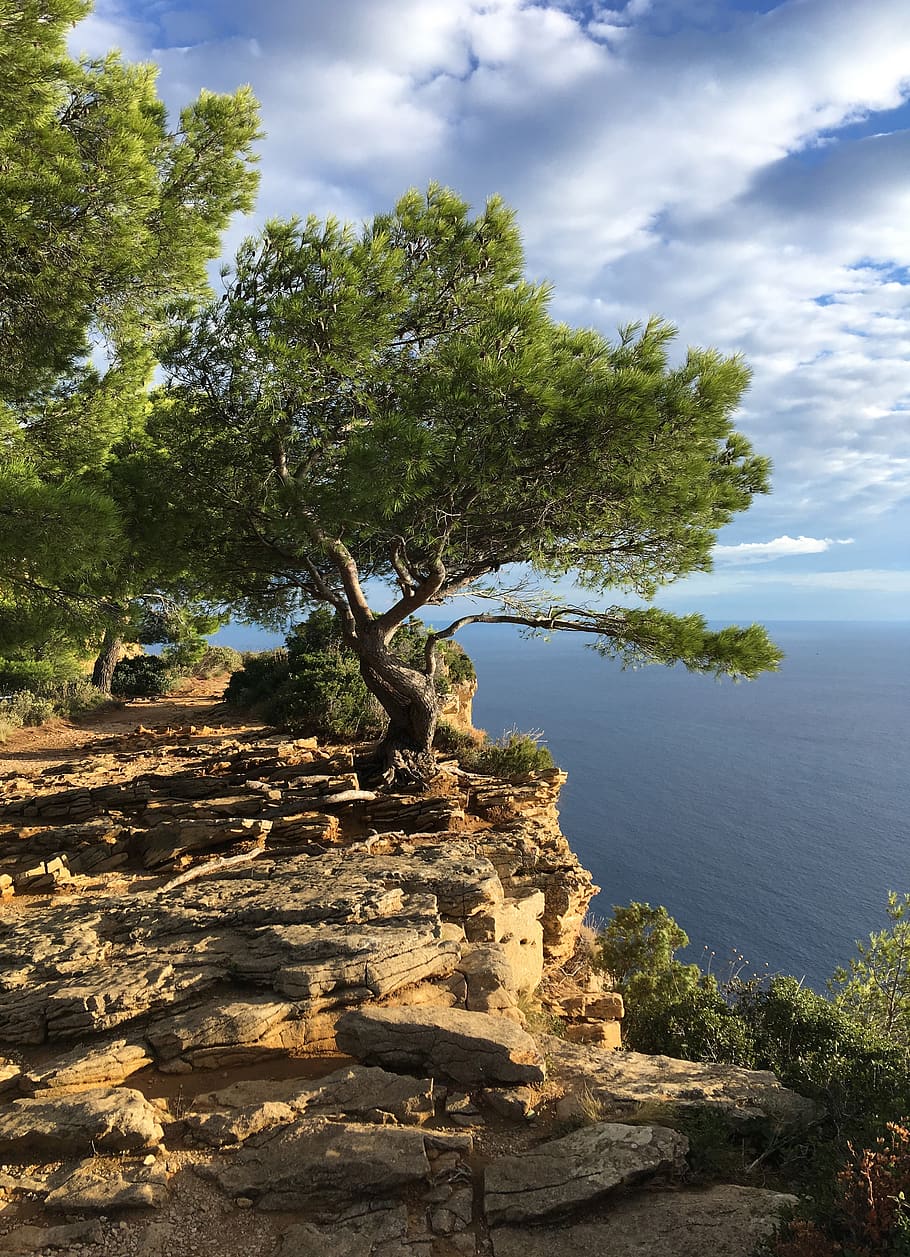 sea, south of france, tree, steep, stones, hold tight, plant, cloud - sky, sky, nature