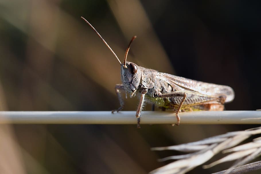 grasshopper, insect, skip, heupferdchen, biodiversity, macro shot, meadow, grasshoppers, macro, viridissima