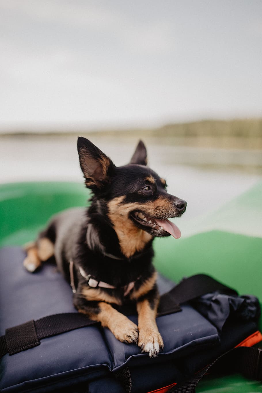 feliz, perro, kayak, mascota, animal, cachorro, Mascotas, un animal, doméstico, canino