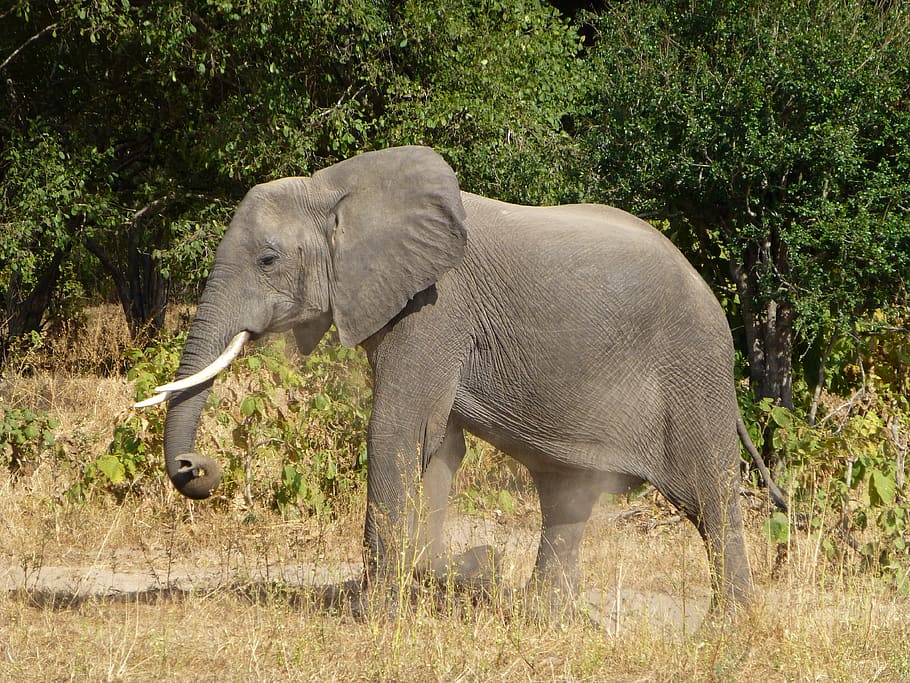 elephant, animal, africa, mammal, safari, pachyderm, animal themes, animals in the wild, animal wildlife, one animal