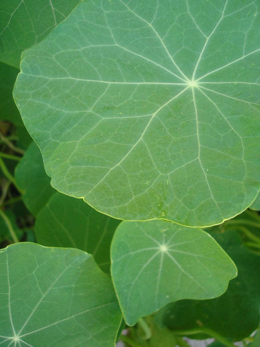 leaves, nasturtium, simply, beautiful, green, nature, garden, earth, leaf, plant part