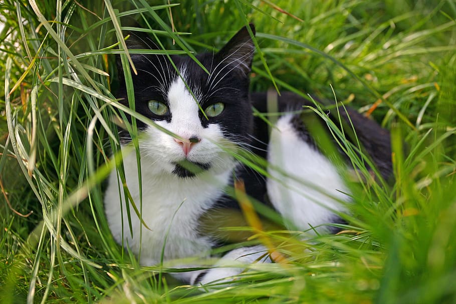 cat, grass, animal, pet, fur, cute, feline, meadow, outdoors, portrait
