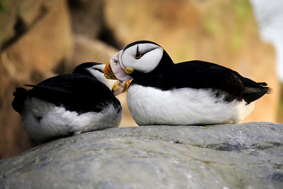 puffins, couple, two, together, love, animals, wildlife, rock, bird, animal
