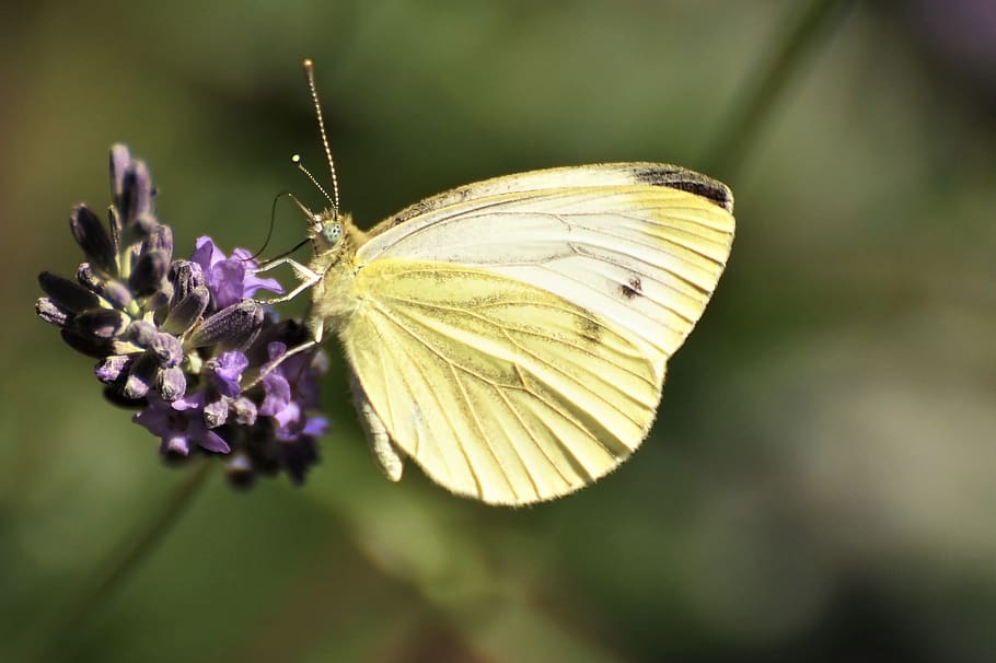 white, pieris brassicae, butterfly, lavender, insect, close up, suction nozzles, butterflies, nature, animal