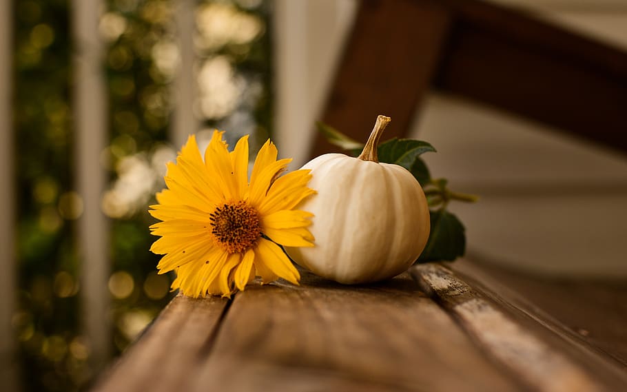 thanksgiving, pumpkin, fall, autumn, nature, background, flower, flora, warm, wood