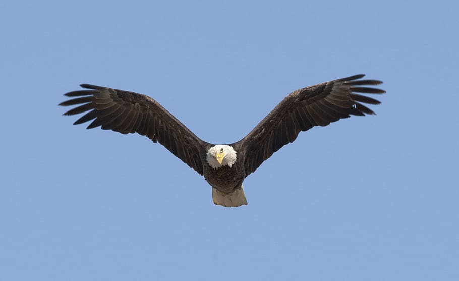 águila, calvo, animal, salvaje, naturaleza, vuelo, volador, temas de  animales, fauna animal, animales salvajes | Pxfuel