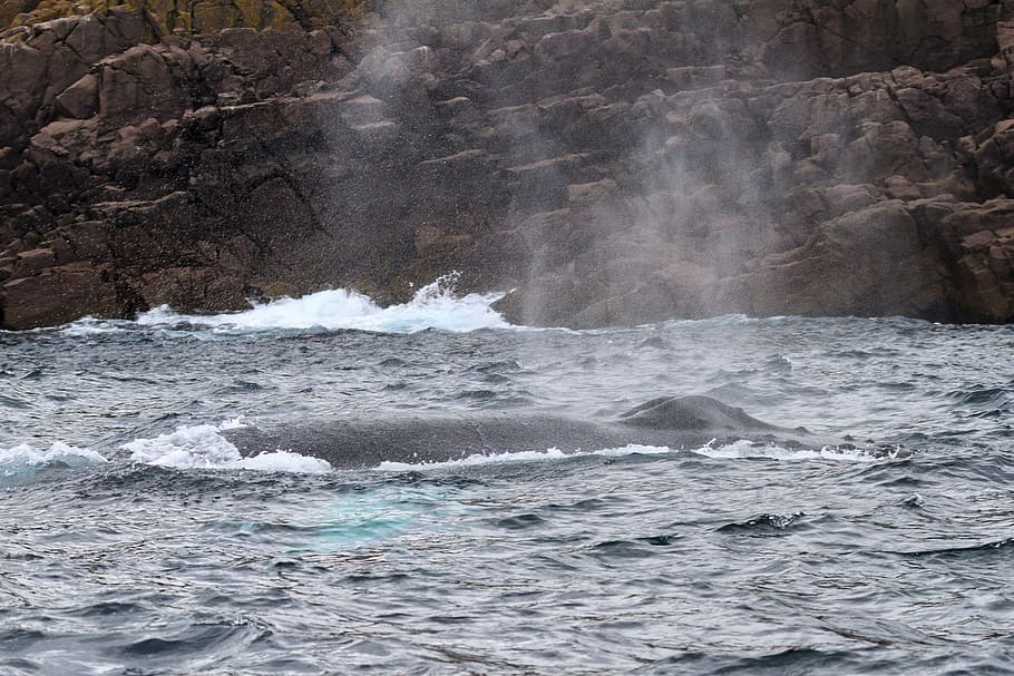 humpback whale., humpback whale, newfoundland and labrador, canada, ecotourism, tourism, tourist, travel, animal, back