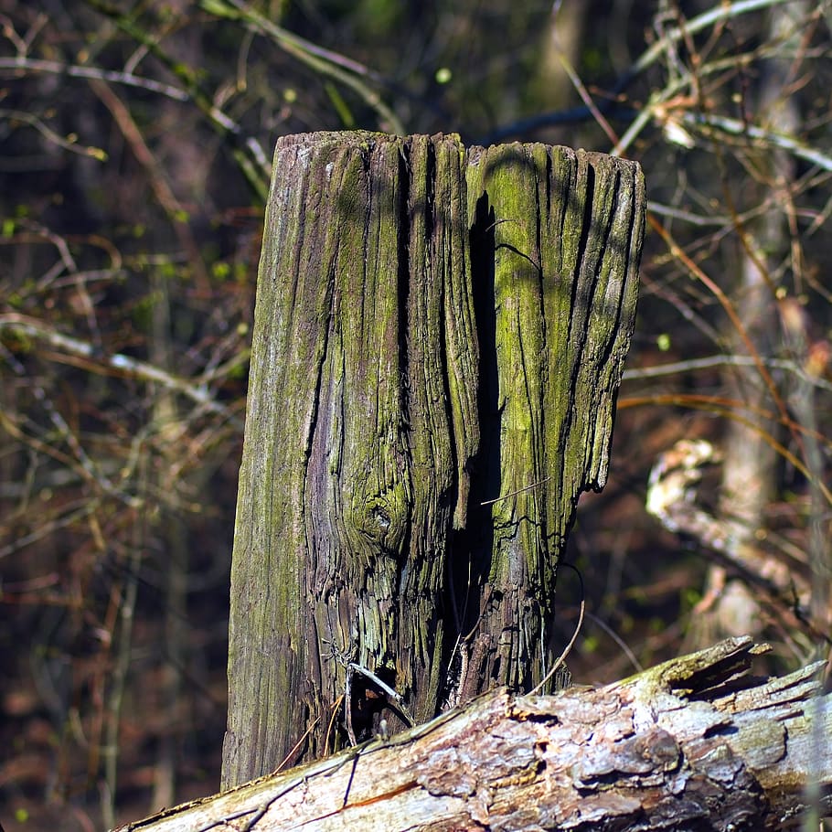 old post, fence, post, old, wood, pillars, decay, weathered, pillar, dilapidated