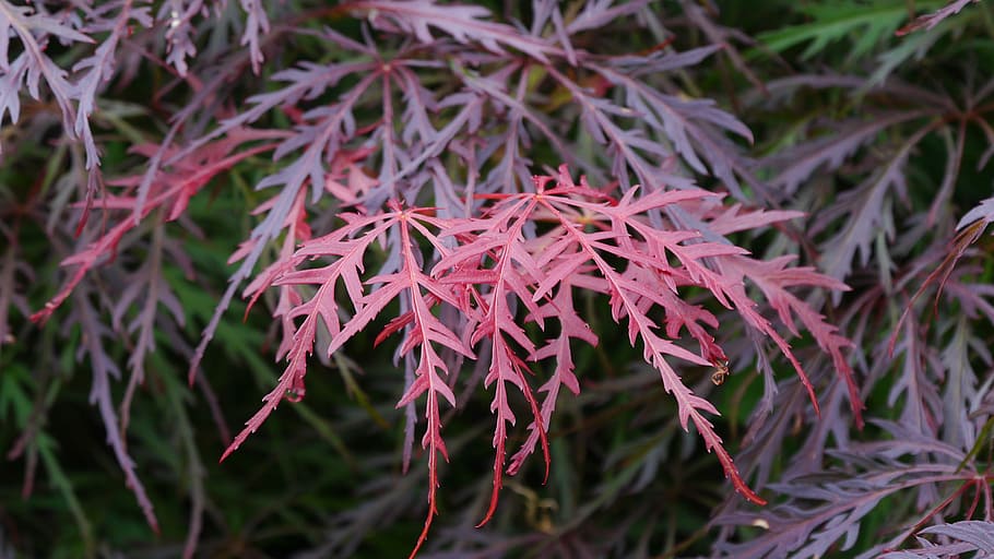 novo, crescimento de folhas, japonês, vermelho, árvore de bordo, lacey, folhas., bordo japonês, árvore de bordo japonês, acer palmatum
