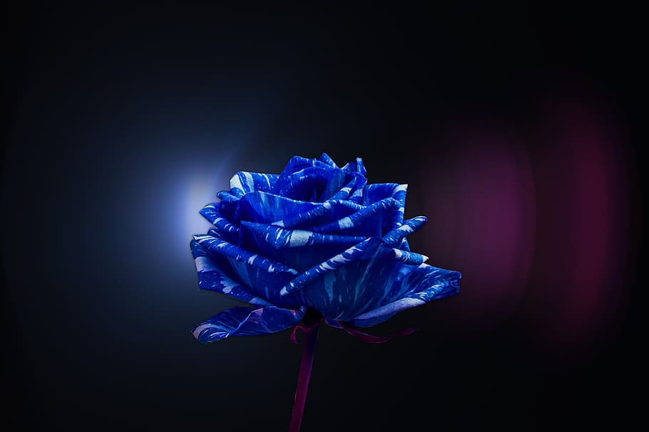 rosa, bonita, flor, romance, azul, planta de florescência, beleza na natureza, planta, tiro do estúdio, frescura