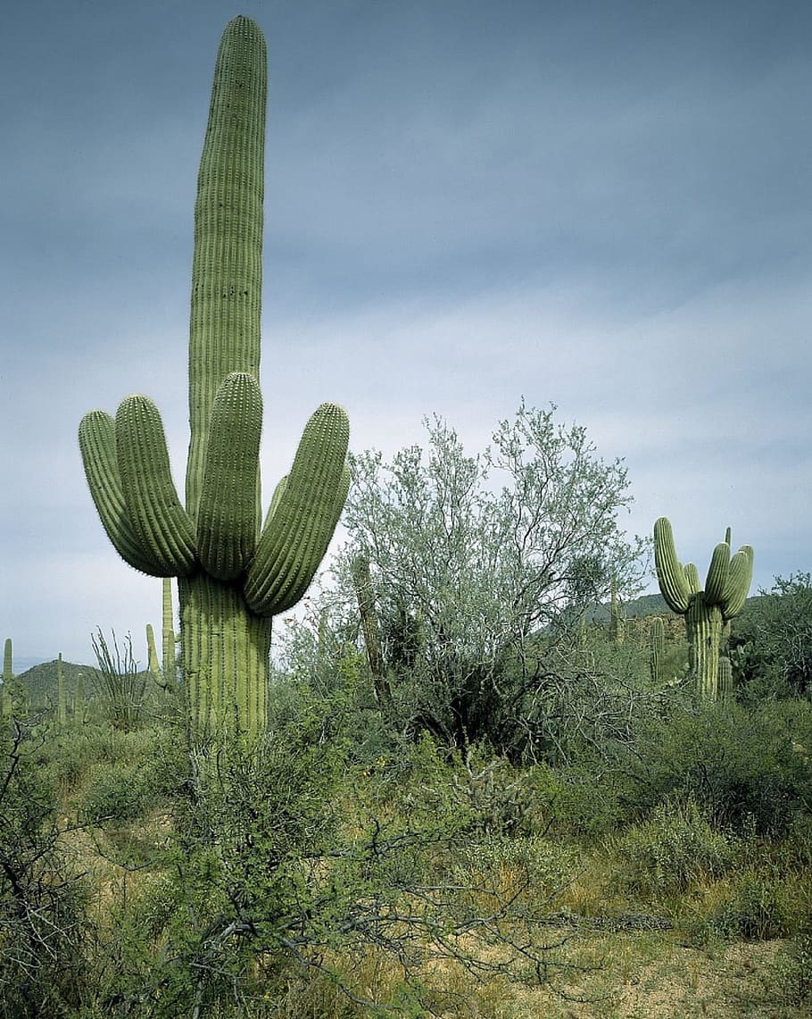 desert, cactus, plant, thorny, nature, wild, succulent plant, saguaro cactus, sky, growth