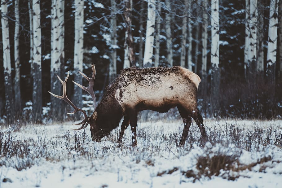 animal, invierno, frío, nevando, nieve, asta, vida silvestre, mamífero, al aire libre, naturaleza
