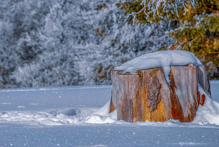 log, winter, tribe, snow, icy, frost, cold, forest, wintry, idyllic