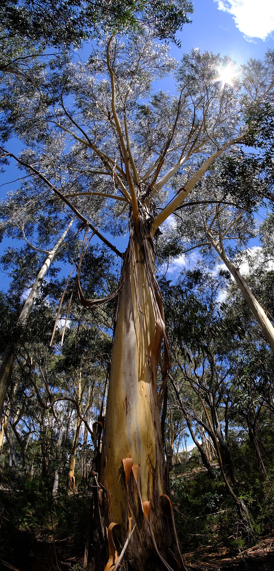 tree, eucalyptus tree, eucalyptuses, eucalyptus, blaugummibaum, tribe, log, bark, peel, peel off