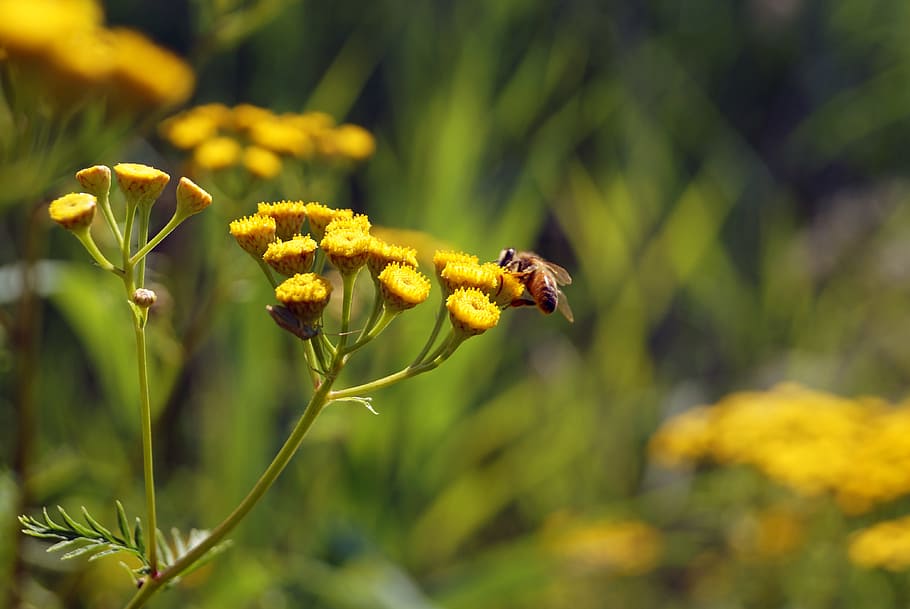 lebah, serangga, nektar, bunga, tanaman berbunga, keindahan di alam, tanaman, kuning, kesegaran, pertumbuhan