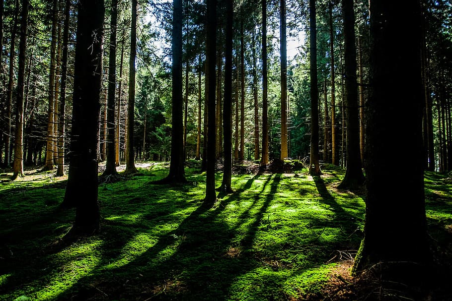 forest, woods, green, trees, branches, grass, bark, tree trunks, shadows, sunlight