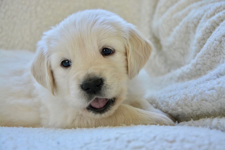 puppy, pup, puppies, golden retriever puppy, miss violet golden, dog breed, portrait of a domestic animal, cute, dog, canine