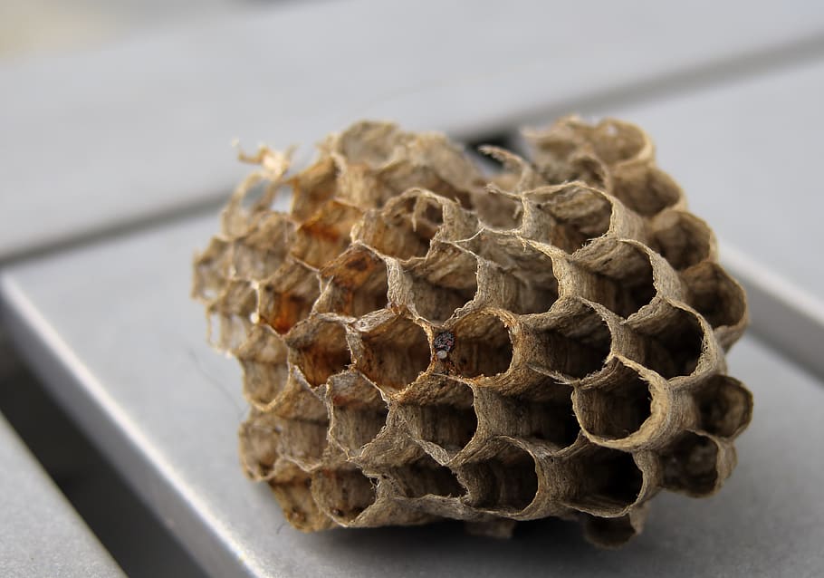 combs, the hive, nest, wasps dwelling, honeycomb structure, insect nest, hexagon, hexagonal, wasp-combs, honeycomb