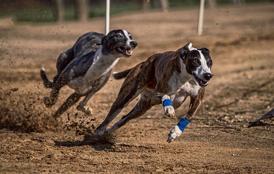 dog, dog racing, greyhounds, race, sport, hundesport, racecourse, rabbit hunting, hunt, run