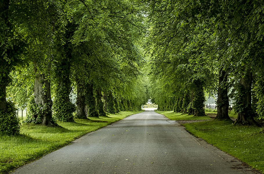 avenue, trees, away, nature, leaves, road, rest, atmosphere, blair castle, scotland